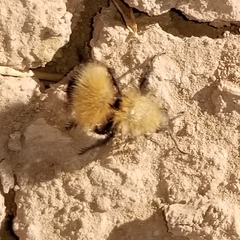 Dasymutilla arenivaga