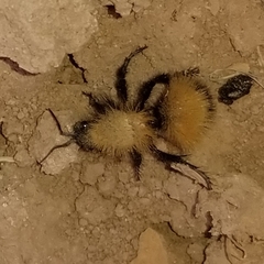 Dasymutilla arenivaga