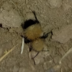 Dasymutilla arenivaga