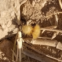 Dasymutilla arenivaga
