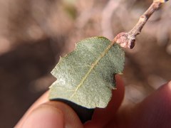 Quercus × alvordiana