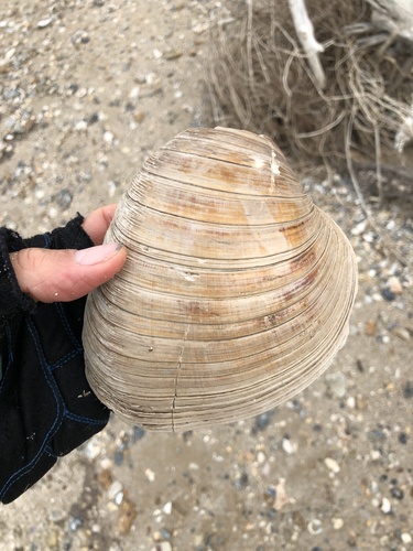 Texas Quahog