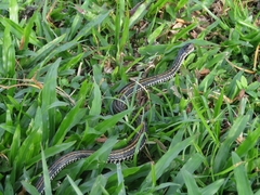 Xenochrophis vittatus