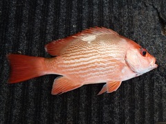 Crimson Snapper photo 3