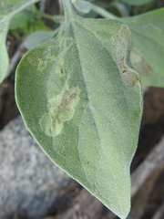 Calycomyza enceliae
