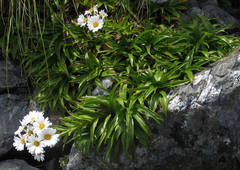 Dolichoglottis scorzoneroides