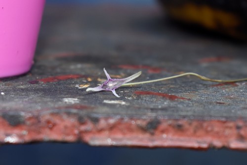 Pleurothallis eduardoi, photograph 2