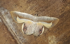 Opisthoxia uncinata