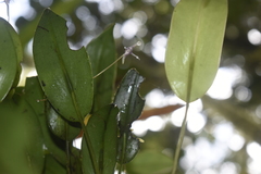 DANIEL ALEJANDRO CHICA BOTERO, CC BY, iNaturalist via GBIF Pleurothallis eduardoi, photograph DANIEL ALEJANDRO CHICA BOTERO, CC BY, iNaturalist via GBIF