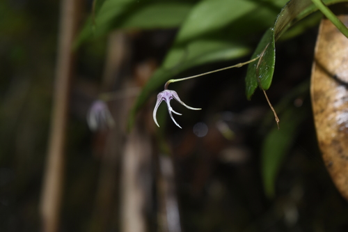 Pleurothallis eduardoi