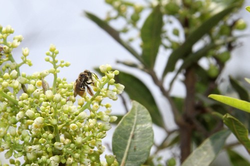 Photo of Brues' Mini-Digger (Exomalopsis bruesi)
