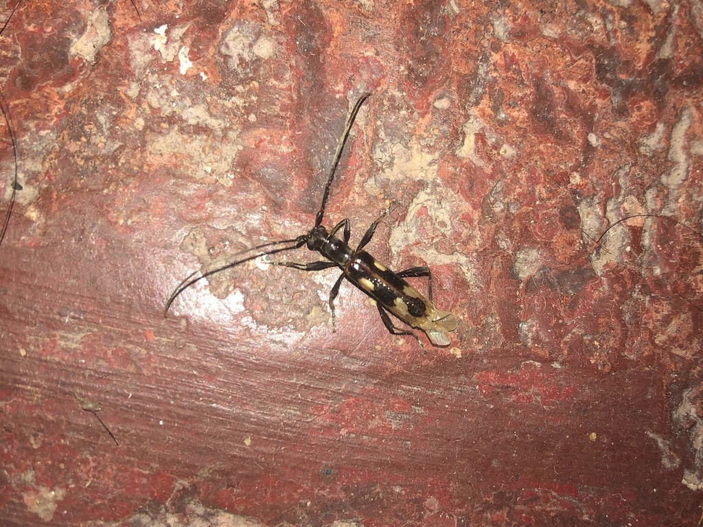 Asynapteron inca