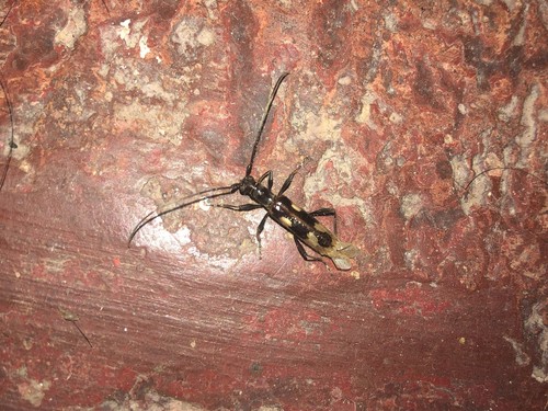 Asynapteron inca