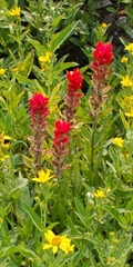 Castilleja parviflora
