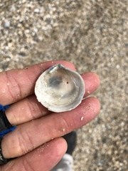Semele proficua