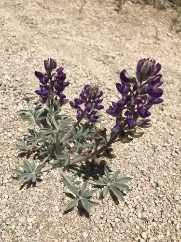 Image of Lupinus magnificus by no rights reserved