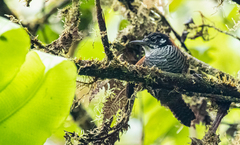 Cantorchilus nigricapillus