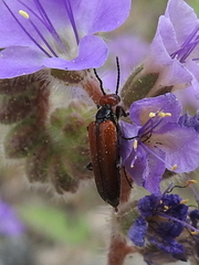 Eupompha schwarzi