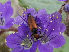 Eupompha schwarzi