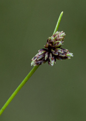 Isolepis inundata