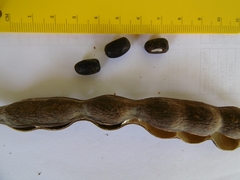 Erythrina poeppigiana