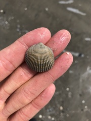 Dallocardia muricata