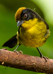 Atlapetes tricolor crassus