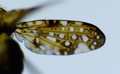 Austrotephritis marginata