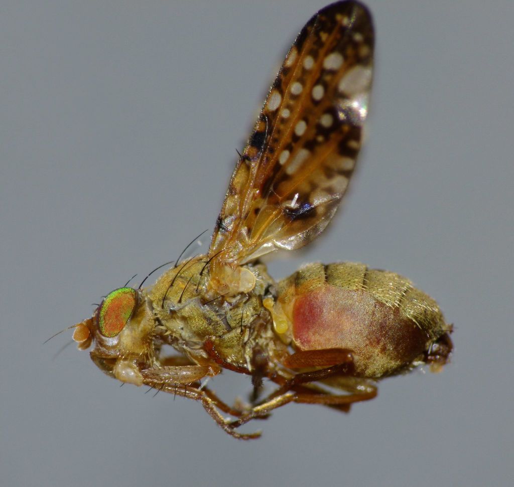 Austrotephritis marginata