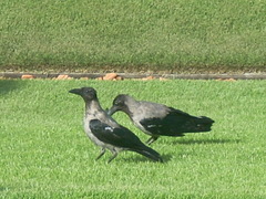 Corvus cornix