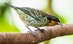 Ixothraupis rufigula