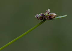 Isolepis inundata