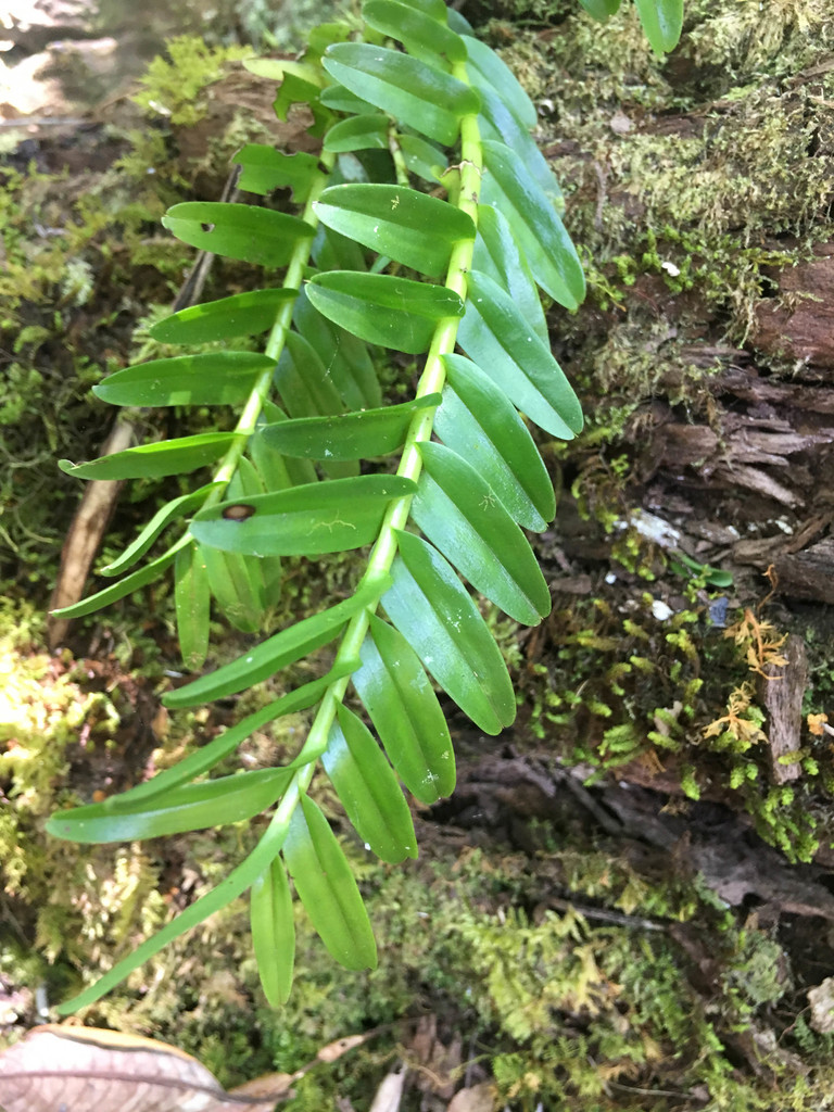 Appendicula reflexa