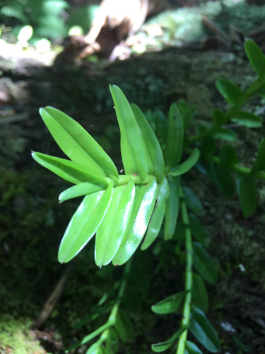 Appendicula reflexa, photograph 4