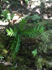 (c) Ryan McMinds, some rights reserved (CC BY) Appendicula reflexa, photograph (c) Ryan McMinds, some rights reserved (CC BY)