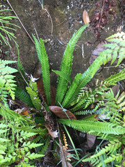 Blechnum obtusatum