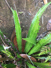Blechnum obtusatum