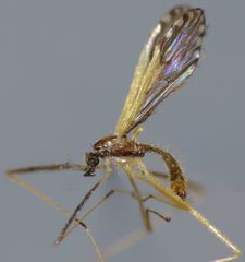 Molophilus pulcherrimus