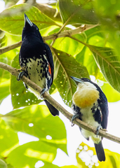 Capito maculicoronatus