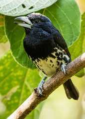 Capito maculicoronatus