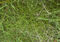 Isolepis inundata