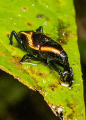 Cactophagus circumjectus