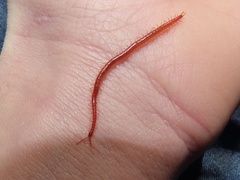 Strigamia bothriopus