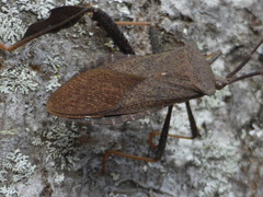 Acanthocephala terminalis image