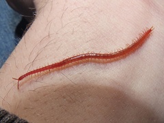 Strigamia bothriopus