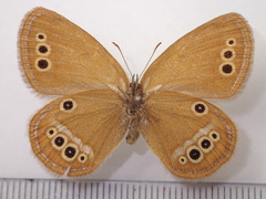 Coenonympha oedippus annulifer