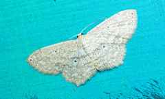 Scopula benitaria