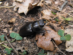 Lucanus tetraodon