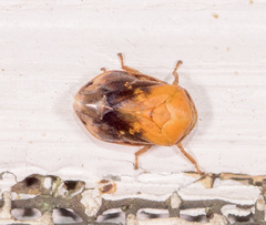 Clastoptera achatina