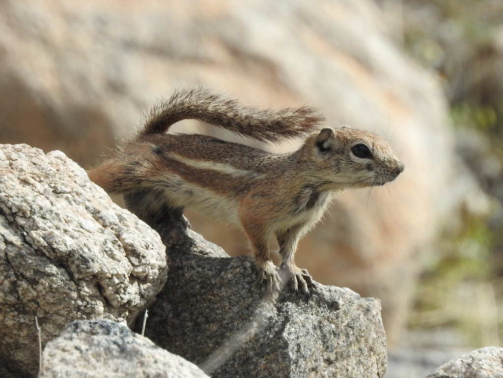 Антилоповый суслик Харриса (Mammals of Arizona) · iNaturalist